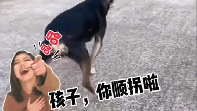 给你看一只没有烦恼的修勾~