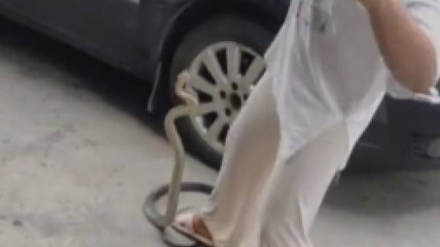 蛇:你tm踩到我尾巴了，还叫