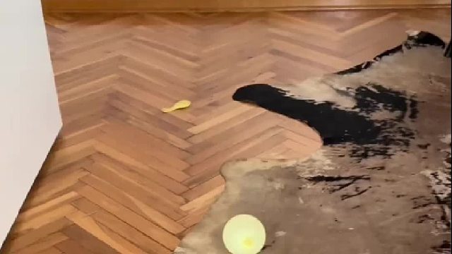 被气球吓到的鹦鹉，从嚣张到啊啊啊啊啊啊啊啊啊啊……