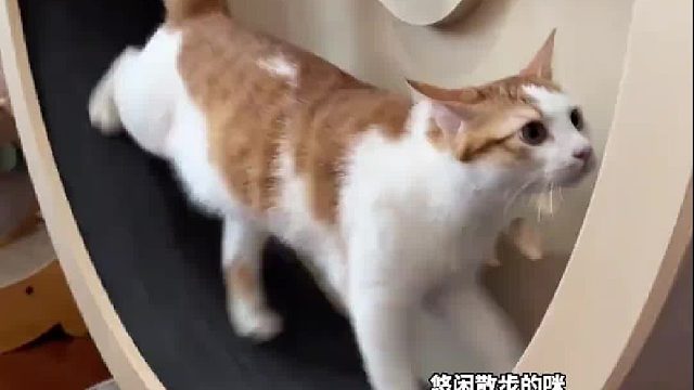 狗 ：真的是怕什么来什么