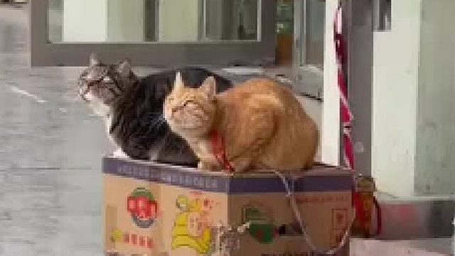 橘：“我想去给它薅下来。” 狸：“我也想！” 有卧龙的地方必有凤雏啊