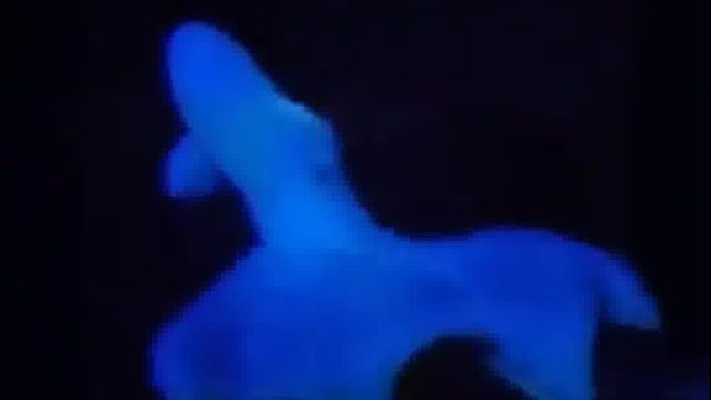 吸血鬼乌贼在海底移动的方式好难形容…