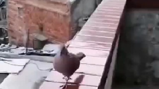 这斑鸠把你当成母的了