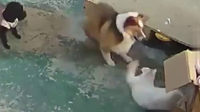 这猫能处！有事儿真上~