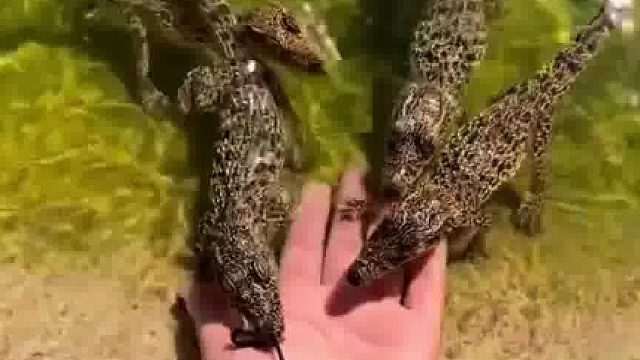 一群可爱的小鳄鱼