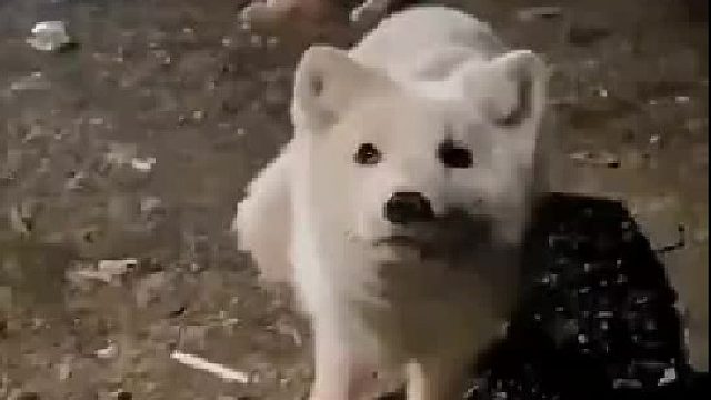 这狐狸要是在唐朝不得吧李世民迷糊得一愣一愣的啊