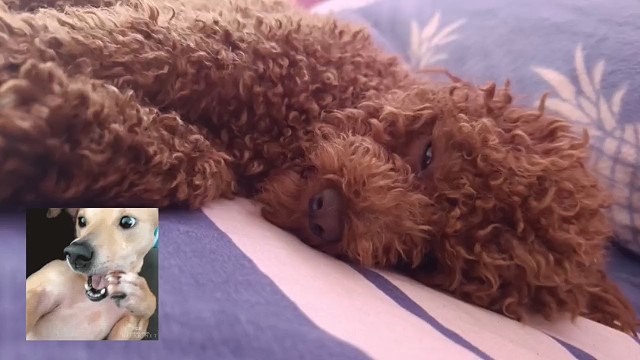 邻居家老狗糖豆