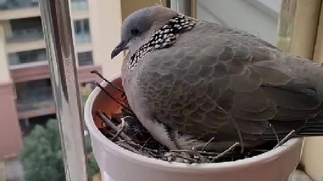 窗台野生斑鸠孵蛋十二天