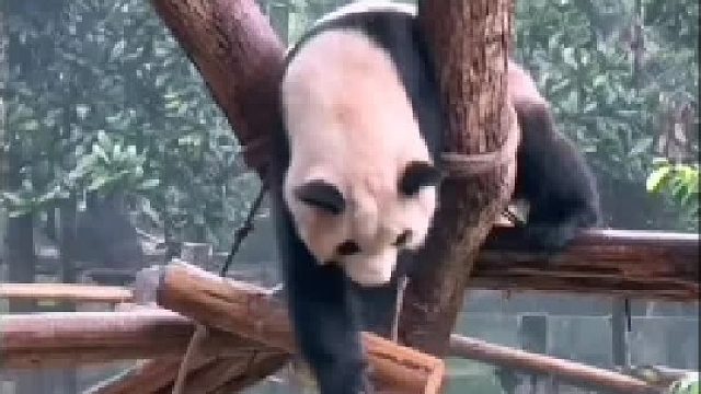 妈妈你别管，哥哥下去吧恁嘞