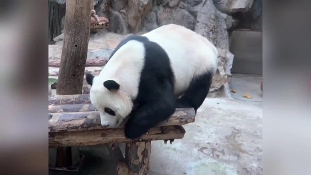 萌大疯狂整活上演个熊表演秀