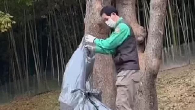 宋爷爷的枫叶礼物如期而至，福宝在枫叶里撒欢。