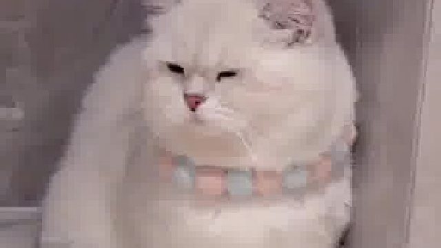 辣眼睛也要陪爸爸切洋葱 猫好 洋葱坏