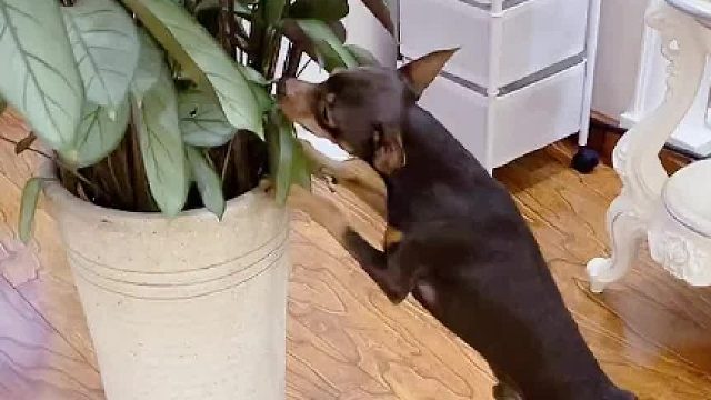 假如它会说话，嘴该有多碎