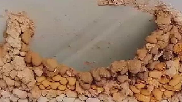 燕子筑巢原来是这样施工的