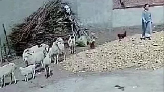 本来就没打过鸡，又被羊欺负