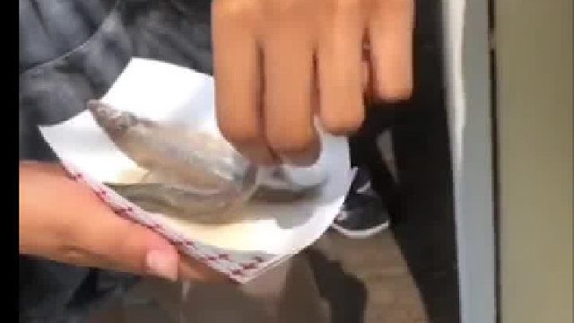 给海豹整个鲱鱼罐头