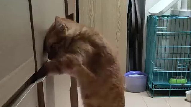 怪不得柜子里的东西莫名其妙的少了呢，原来是家贼难防