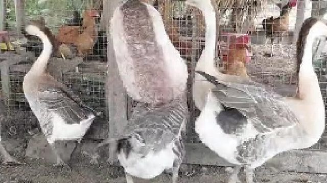 顾客：老板，来根绝味鸭脖。老板：您好，一共消费2800