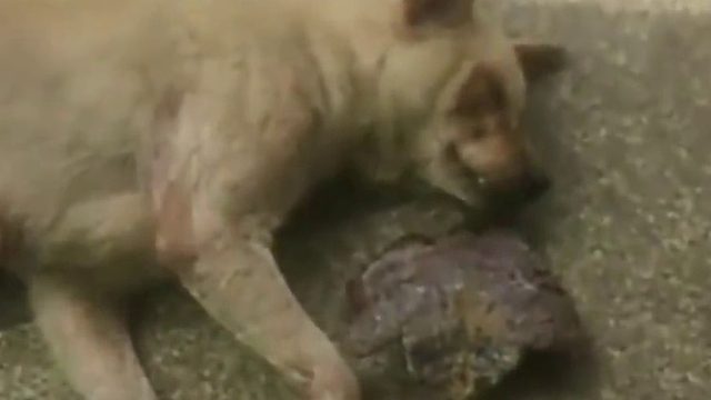 看把狗子高兴的，做梦都在咧着嘴笑