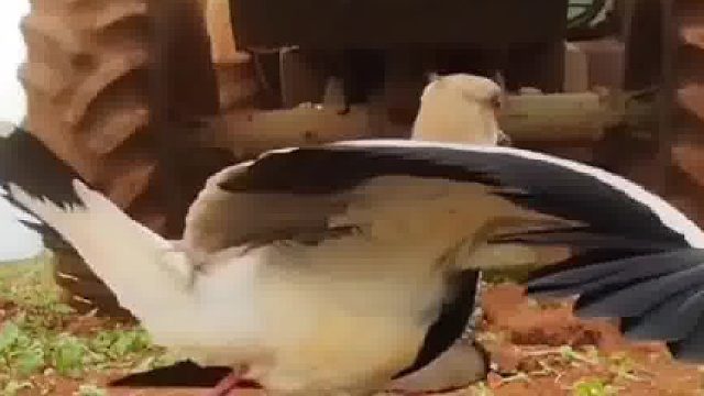 无所畏惧！鸟妈妈用生命保护自己的孩子，天下所有的妈妈为了孩子都会这么勇敢吧