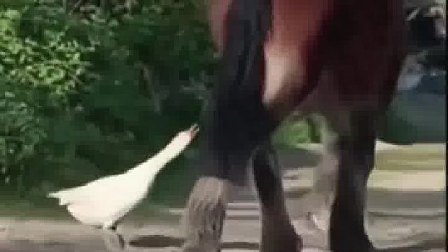 大鹅有些自不量力了……