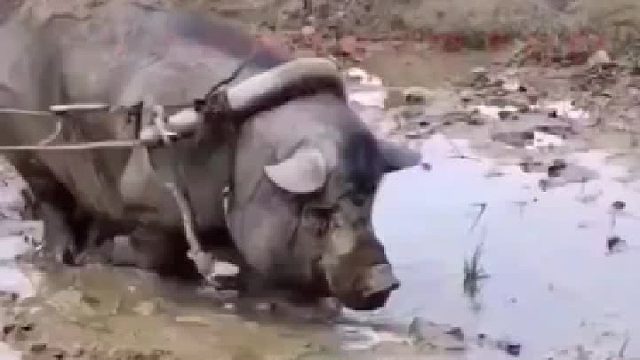 饭碗被猪抢了，水牛下岗…气死过去了…