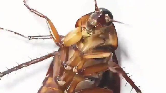 难怪都说蟑螂是打不死的小强，不吃不喝也能活这么久