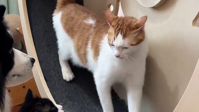 现在小猫约架怎么还带家长啊..关键是还打不过…