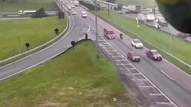 鹦鹉出现在巴拉那州高速公路上的安全摄像头上