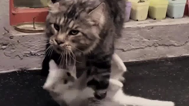 猫咪的压迫感这不就来了吗！汗流浃背了吧小老弟