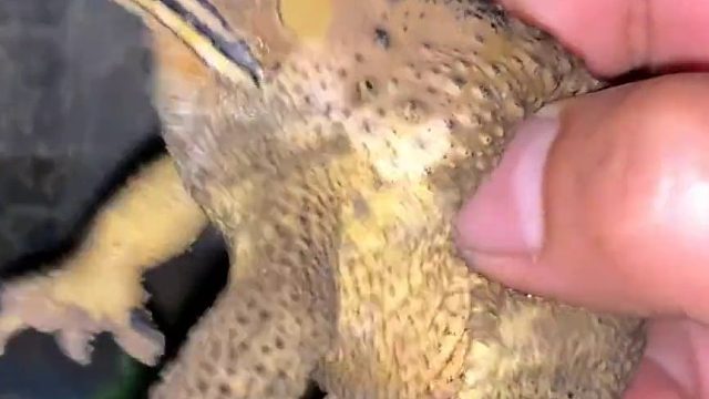 原来烂蛤蟆是这样叫的！