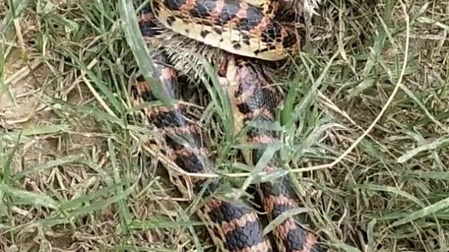 不是说刺猬是蛇的天敌吗