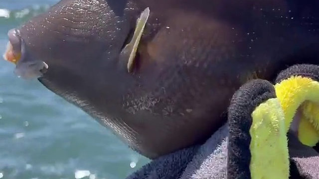 到底是猪出了轨还是鱼劈了腿啊？