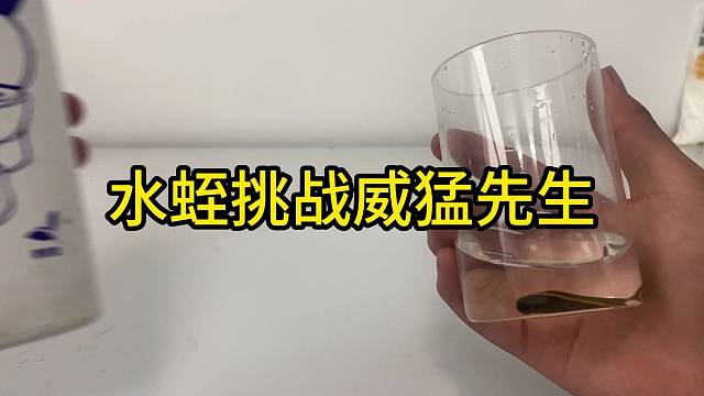 水蛭挑战威猛先生