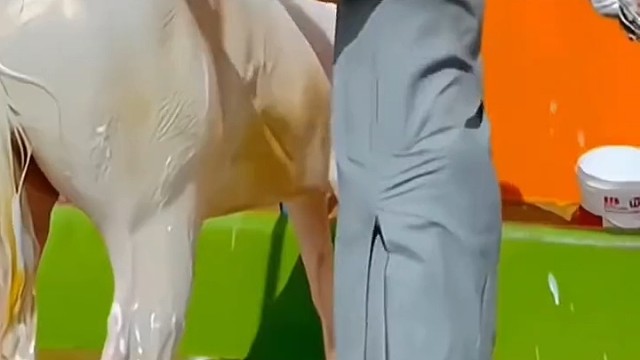 这是我见过最漂亮的马儿