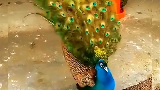 美丽的孔雀开屏