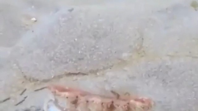 扇贝为什么可以游泳？原来它有超有力量的肌肉。