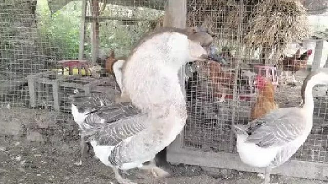 头大脖子粗不是大款就是伙夫