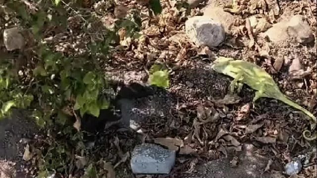 国外大叔救下一只奄奄一息的变色龙，没想到带回家收养后给大叔带来意外惊喜