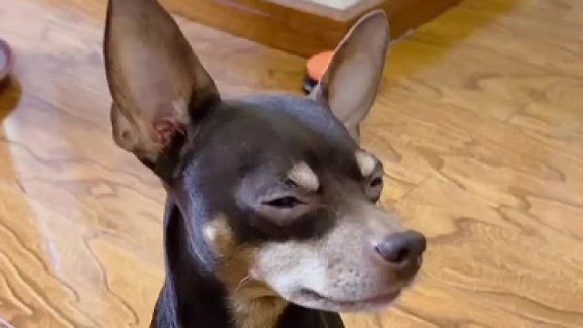 这回没有人跟我抢面包吃了