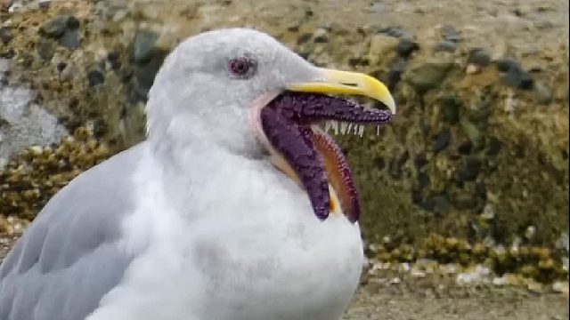 海鸥：去整点海鲜的时候，惨遭海星暗算！