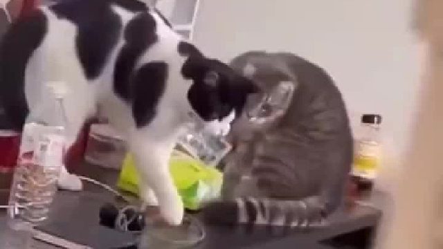 猫赃并获！看你俩怎么狡辩