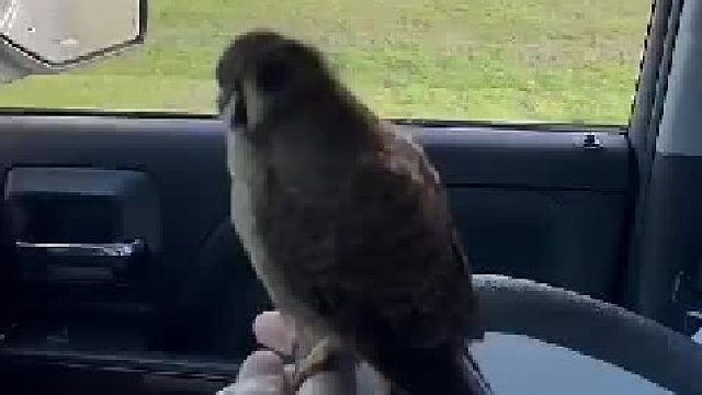 如何锻炼你的鸟