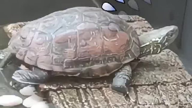 这黄鳝得有1斤多了