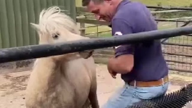 马匹教学脱敏，“人教版”