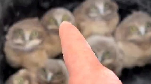 七只小猫头鹰，太可爱了……