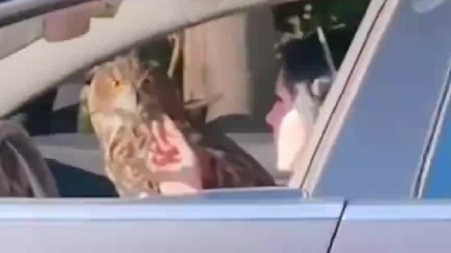 猫头鹰“迈克”总想和饲养员回家，得偿所愿后整天调皮捣蛋