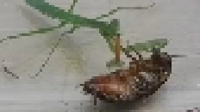小螳螂吃掉了大蟑螂！蟑螂王必死！