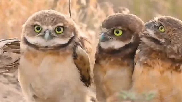 别的鸟儿：它身上的天线好拉风啊