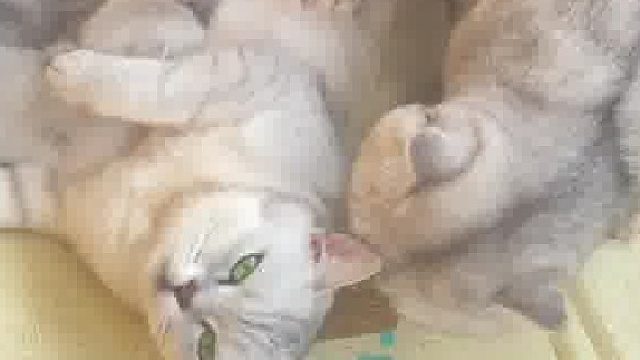 忍无可忍，无需再忍